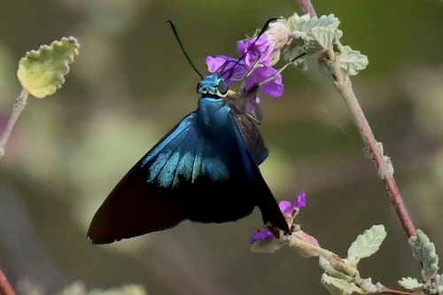 Astraptes xagua