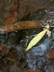 Eurygerris fuscinervis