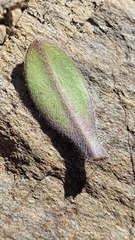 Myosotis venticola