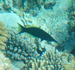 Gomphosus klunzingeri