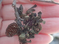 Taphrina robinsoniana