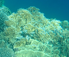 Millepora dichotoma