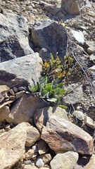 Myosotis venticola