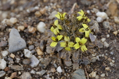 Soroseris pumila