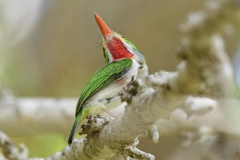 Todus multicolor