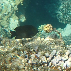 Neoglyphidodon melas