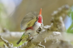 Todus multicolor