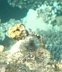Turbinaria decurrens