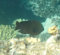 Neoglyphidodon melas