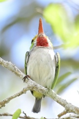 Todus multicolor