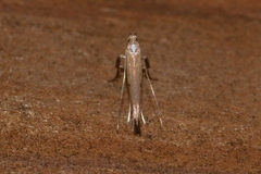 Gracillarioidea