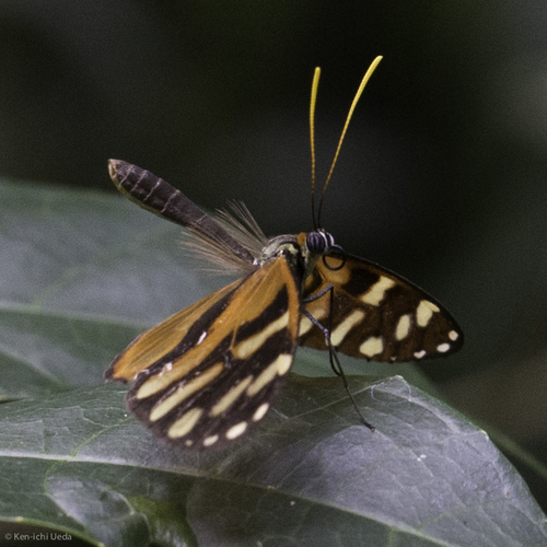 Heraldica Clearwing