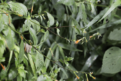 Cuphea appendiculata