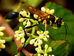 Sceliphron fistularium