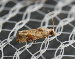 Lobesia xylistis