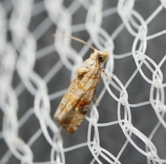 Lobesia xylistis
