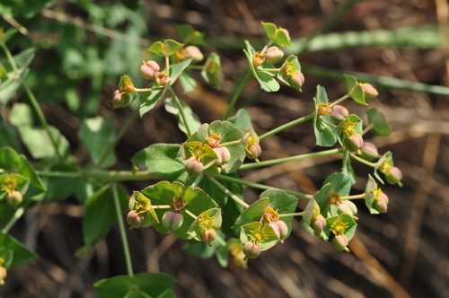 Euphorbia malleata