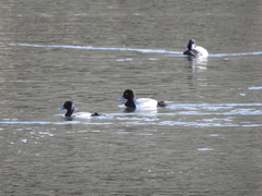Aythya affinis