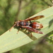 Australian Paper Wasp - Photo (c) tangatawhenua, some rights reserved (CC BY-NC), uploaded by tangatawhenua