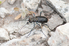 Cicindela cazieri