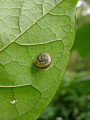 Cepaea