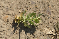 Euphorbia bungei