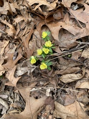 Eranthis hyemalis
