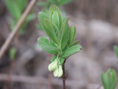 Lonicera villosa