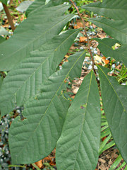 Cepaea