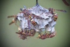 Polistes stigma