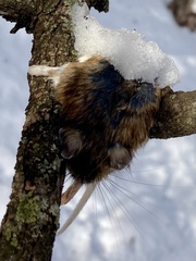 Peromyscus