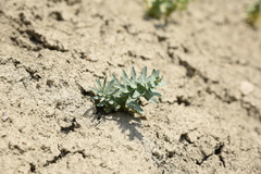 Euphorbia bungei