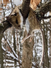 Peromyscus