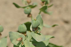 Euphorbia bungei