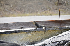 Cyclura nubila