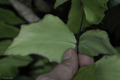 Adiantum macrophyllum