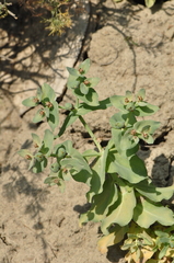 Euphorbia bungei