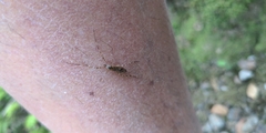 Amphineurus hudsoni