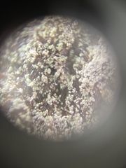 Bacidia schweinitzii