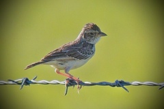 Mirafra javanica