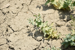 Euphorbia bungei