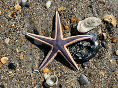 Astropecten articulatus