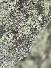 Bacidia schweinitzii