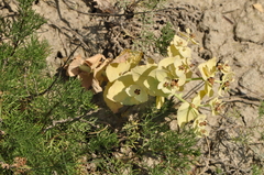 Euphorbia bungei