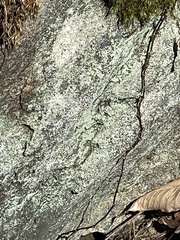 Bacidia schweinitzii