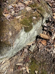 Bacidia schweinitzii