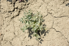 Euphorbia bungei