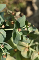 Euphorbia bungei