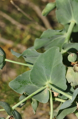 Euphorbia bungei