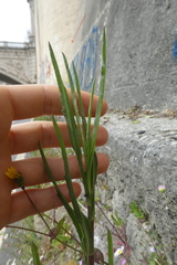 Symphyotrichum subulatum squamatum